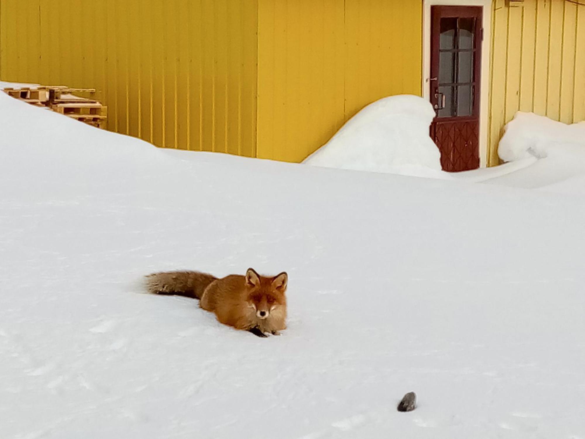 Kongsfjord Holiday Home Ngoại thất bức ảnh